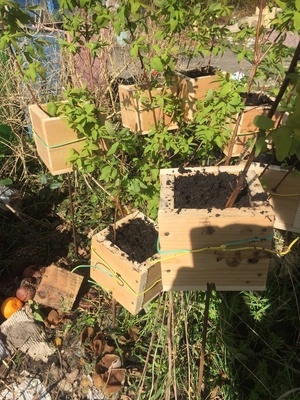 Boîte marcottage aérien