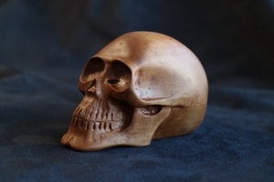 Crâne humain