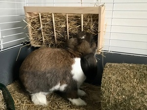 Rack à foin pour lapin