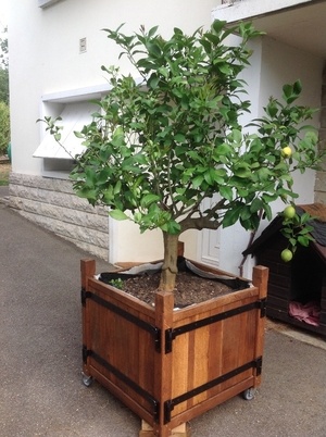 Caisse à agrume type  Le Notre ou Roubo