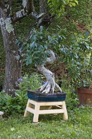 Exercice d'arêtier pour un bonsaï