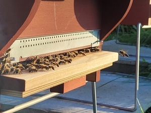 Ruche Dadant 10 cadres (et son caisson isolant)