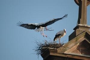 Autoconstruction structure bois