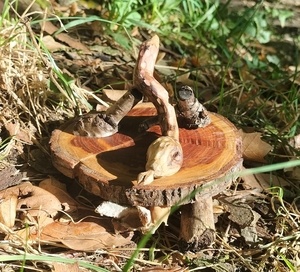 Serpent du creuset, racine, sculpté à la main