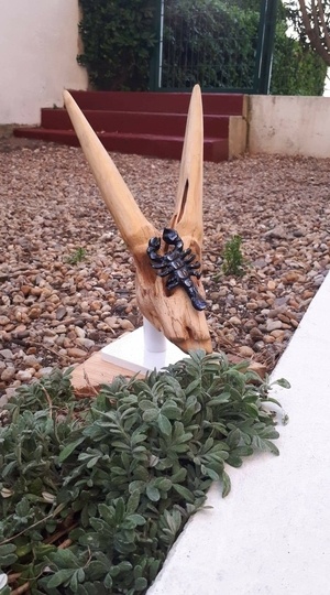 Crâne de vache et scorpion