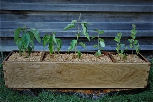 Jardinière de rempotage ni clou ni vis ni colle.