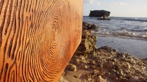 Digitale, juste une trace...