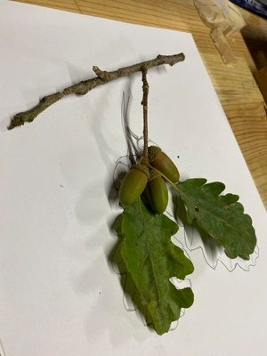 Les deux feuilles et les trois glands ...!