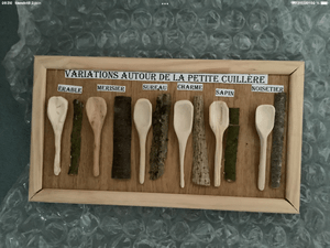 Petites cuillères en bois avec 6 espèces différentes