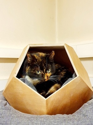 Niche dodécaèdre pour chat