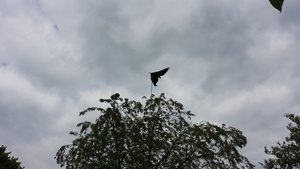 Prototype épouvantail pour cerisier