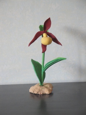 Orchjdée sabot de vénus