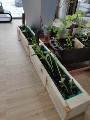 Jardinière pour semis
