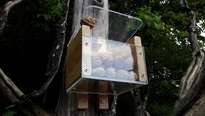 Distrinoix pour écureuils