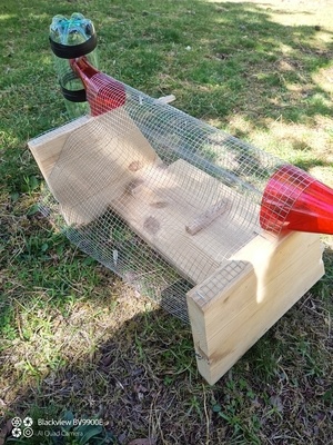 Piège frelon asiatique