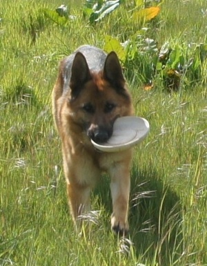 Frisbee pour chien