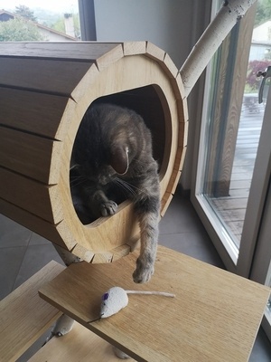 Arbre à chat, il y a du bouleau...