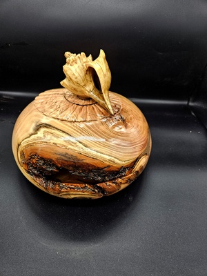 Reprise après accident, une boite coquillage en robinier