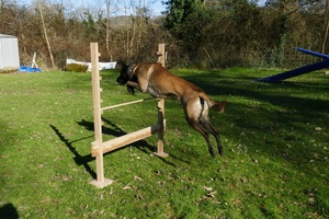 Obstacle pour toutou sportif !