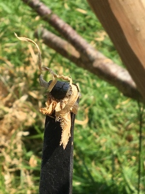 Forger ses Outils pour le bois vert