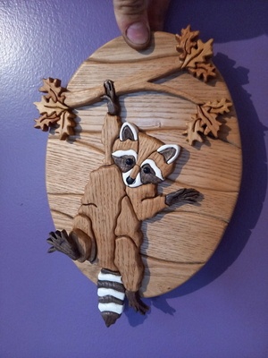 Raton laveur en intarsia