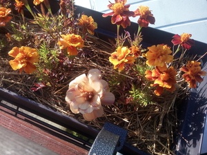 Une fleur a poussée dans la nuit !!