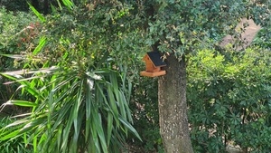 Nichoir, j'attends mes anges...