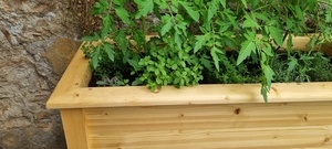 Jardinières pour les tomates