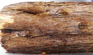 Sauve du feu de cheminée