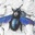 Xylocopa