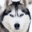 Husky