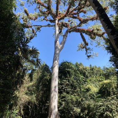 Guatemala, appelé là bas CEIBA