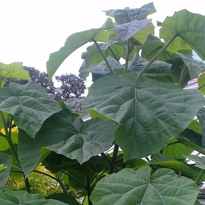 paulownia feuille trés grandes