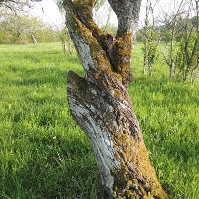 Arbre de + de 60 ans - Lorraine