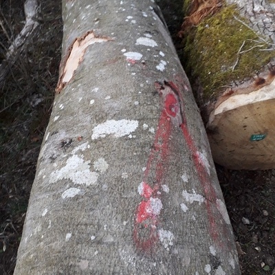 grume en forêt de Lorraine