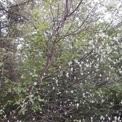 Plateau Lorrain ( Printemps - Fin avril)