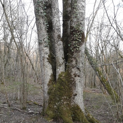 Cépée de frêne - C'est plusieurs pousses qui repartent après le tronçonnage d'un arbre - Ce qui donne généralement des petits fûts élancés et droits.