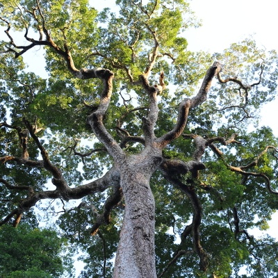 Une rare espèce de la familles de Fabaceae, sous-famille des caesalpiniodeae, à posséder des feuilles bipennées.