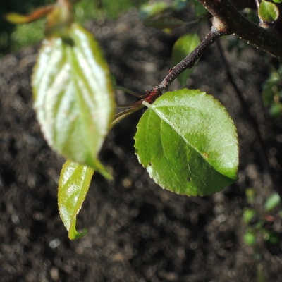 feuilles jeunes