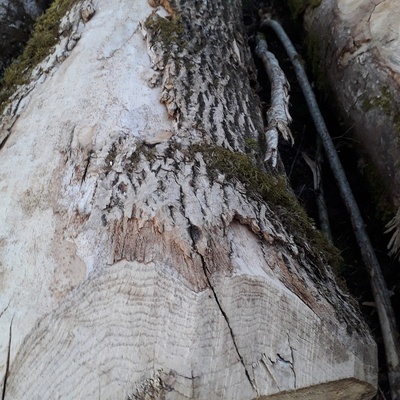 Grume en forêt de Lorraine