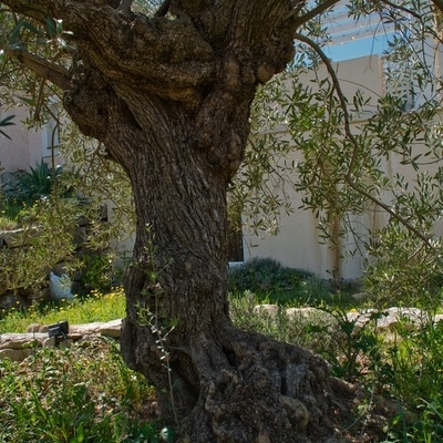 Olivier ancien plus de 100 ans certain , probablement plus (olivier de mon jardin)