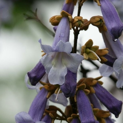 paulownia sa fleur