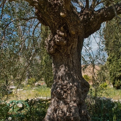 Le même olivier ancien sous un autre angle