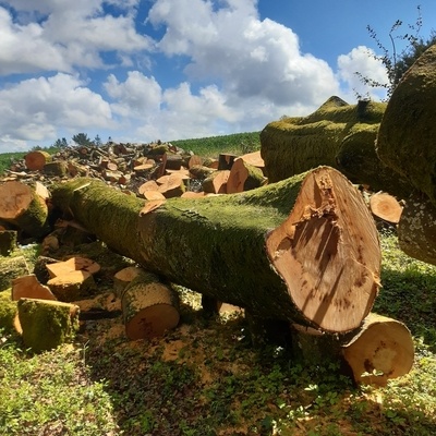 Gros hêtre de 15 m3 tombé dans un jardin avec une tempête