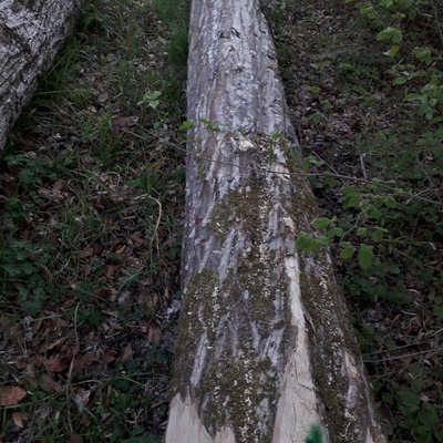 Grume en forêt  (Lorraine)