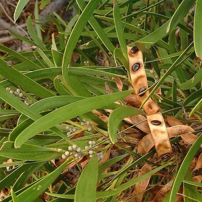 Détail du feuillage montrant les phyllodes, les boutons floraux et les gousses en train de libérer des graines.