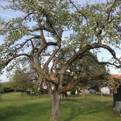 Pommier de 60 ans ou plus