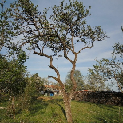 Arbre de 40-50 ans - Lorraine