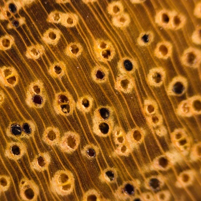 Okan (Cylicodiscus gabunensis) en bois de bout. Ponçage au grain 4000. Grossissement x10