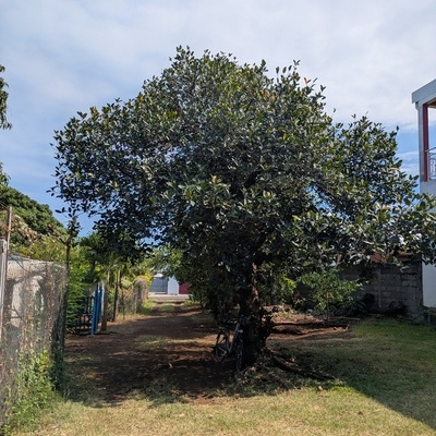 Jaquier_Photographié à l'ile de la Réunion